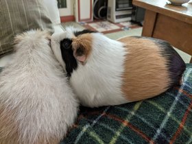 2021-05-14 Emily grooms Cherie.jpg